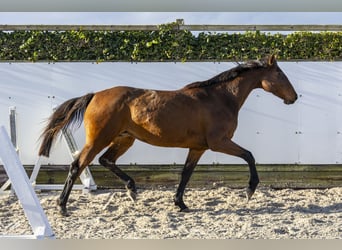 Holsteiner, Jument, 8 Ans, 166 cm, Bai