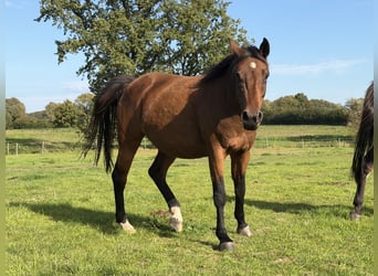 Holsteiner, Jument, 8 Ans, 166 cm, Bai