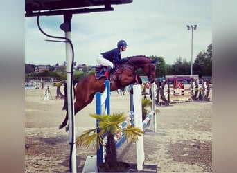 Holsteiner, Jument, 8 Ans, 166 cm, Bai