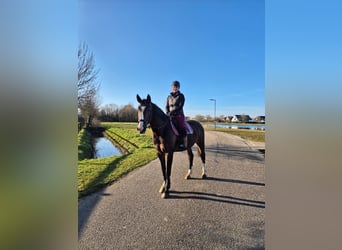 Holsteiner, Jument, 8 Ans, 167 cm, Bai