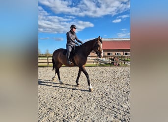 Holsteiner, Jument, 8 Ans, 167 cm, Bai