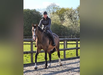 Holsteiner, Jument, 8 Ans, 167 cm, Bai