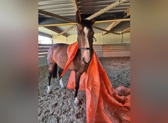 Holsteiner, Jument, 8 Ans, 167 cm, Bai
