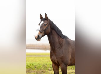 Holsteiner, Jument, 8 Ans, 167 cm, Bai