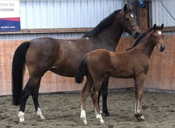 Holsteiner, Jument, 8 Ans, 167 cm, Bai