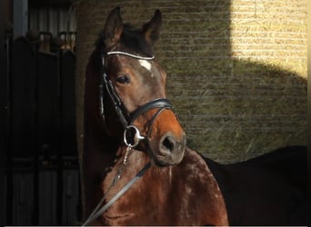 Holsteiner, Jument, 8 Ans, 167 cm, Bai