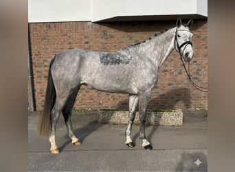 Holsteiner, Jument, 8 Ans, 167 cm, Gris pommelé