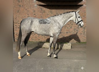 Holsteiner, Jument, 8 Ans, 167 cm, Gris pommelé