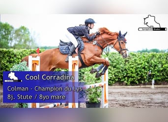 Holsteiner, Jument, 8 Ans, 168 cm, Alezan