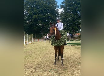 Holsteiner, Jument, 8 Ans, 168 cm, Bai