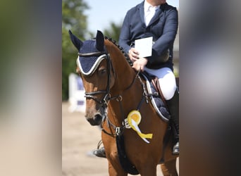 Holsteiner, Jument, 8 Ans, 168 cm, Bai