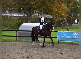 Holsteiner, Jument, 8 Ans, 170 cm, Bai