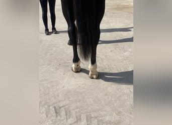 Holsteiner, Jument, 8 Ans, 170 cm