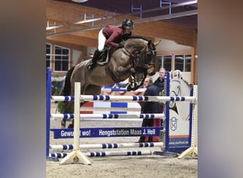 Holsteiner, Jument, 8 Ans, 172 cm, Bai