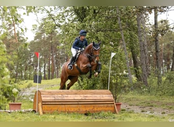 Holsteiner, Jument, 8 Ans, 173 cm, Bai