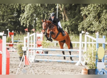 Holsteiner, Jument, 8 Ans, 173 cm, Bai
