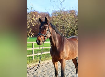 Holsteiner, Jument, 8 Ans, 173 cm, Bai