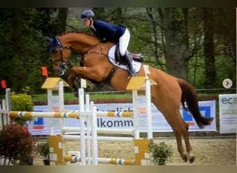 Holsteiner, Jument, 8 Ans, 174 cm, Alezan