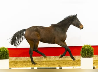 Holsteiner, Jument, 8 Ans, 174 cm, Bai brun