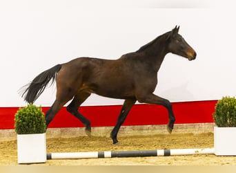 Holsteiner, Jument, 8 Ans, 174 cm, Bai brun