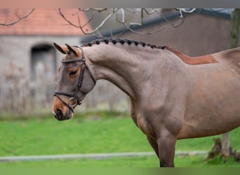 Holsteiner, Jument, 8 Ans, 174 cm, Bai