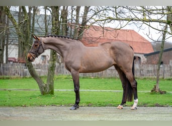 Holsteiner, Jument, 8 Ans, 174 cm, Bai