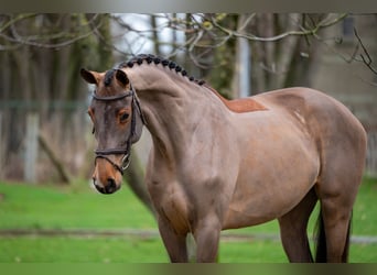 Holsteiner, Jument, 8 Ans, 174 cm, Bai