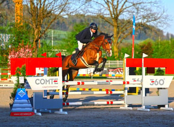 Holsteiner, Jument, 8 Ans, 175 cm, Bai