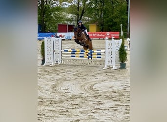 Holsteiner, Jument, 8 Ans, 175 cm, Bai