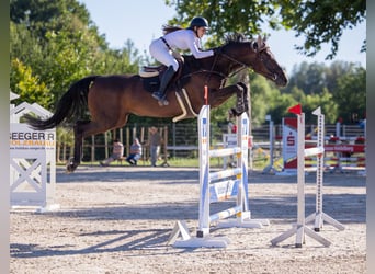 Holsteiner, Jument, 8 Ans