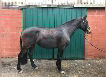 Holsteiner, Jument, 9 Ans, 159 cm, Bai brun