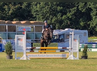 Holsteiner, Jument, 9 Ans, 164 cm, Bai brun foncé