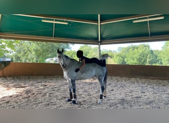 Holsteiner, Jument, 9 Ans, 164 cm, Gris