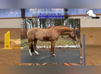 Holsteiner, Jument, 9 Ans, 165 cm, Alezan