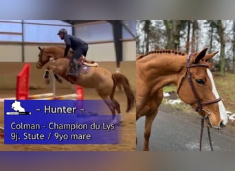 Holsteiner, Jument, 9 Ans, 165 cm, Alezan