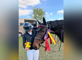 Holsteiner, Jument, 9 Ans, 165 cm, Bai brun