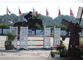 Holsteiner, Jument, 9 Ans, 165 cm, Bai brun
