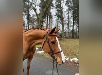 Holsteiner, Jument, 9 Ans, 166 cm, Alezan