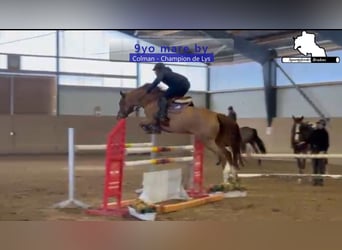 Holsteiner, Jument, 9 Ans, 166 cm, Alezan