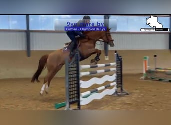 Holsteiner, Jument, 9 Ans, 166 cm, Alezan