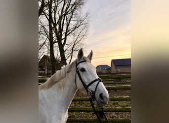 Holsteiner, Jument, 9 Ans, 167 cm, Gris