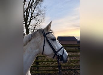 Holsteiner, Jument, 9 Ans, 167 cm, Gris