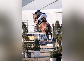 Holsteiner, Jument, 9 Ans, 168 cm, Bai