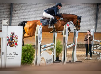 Holsteiner, Jument, 9 Ans, 168 cm, Bai