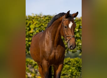 Holsteiner, Jument, 9 Ans, 168 cm, Bai