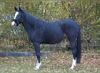 Holsteiner, Jument, 9 Ans, 169 cm, Bai brun