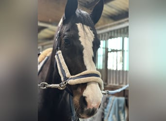 Holsteiner, Jument, 9 Ans, 169 cm, Bai brun