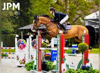 Holsteiner, Jument, 9 Ans, 169 cm, Bai