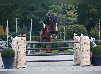Holsteiner, Jument, 9 Ans, 169 cm, Bai