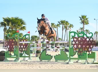 Holsteiner, Jument, 9 Ans, 169 cm, Bai